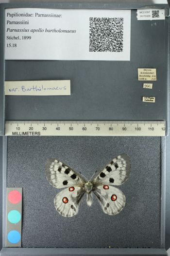 Media type: image;   Entomology 175329